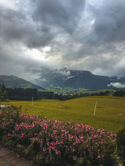 Scenic view of flowering plants on field against cloudy sky