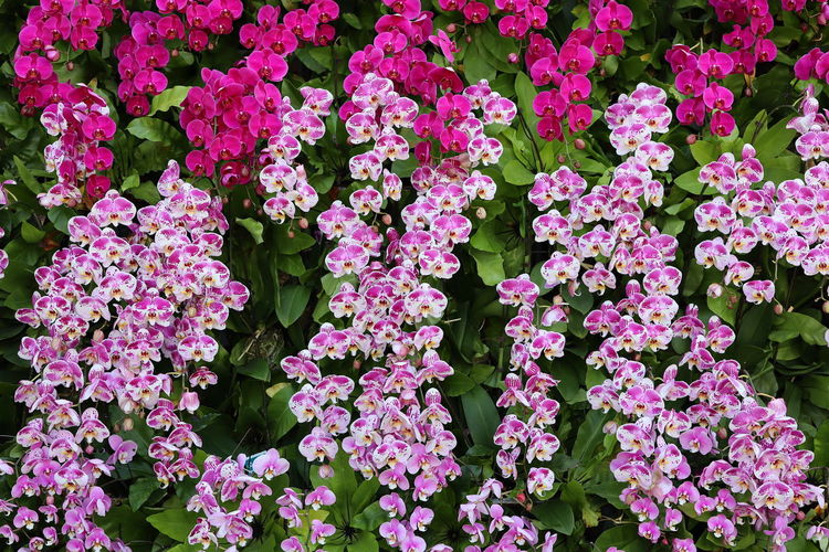 flowering plant