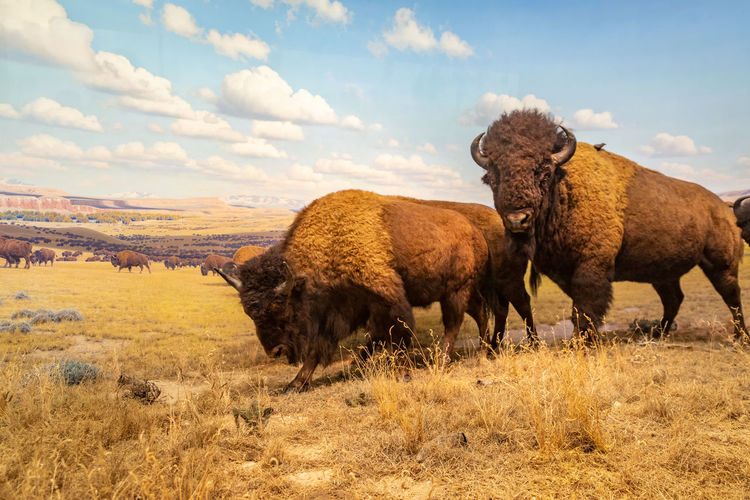 American bison diorama in hall of north american mammals in american museum of natural history, nyc