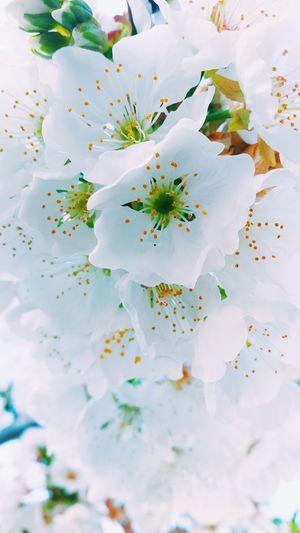 Full frame shot of white cherry blossoms