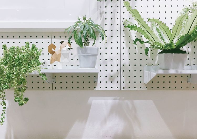 Potted plants on shelf