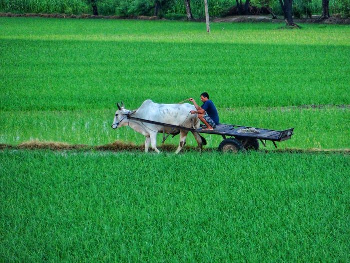 Side view of farmer on ox cart at rice paddy