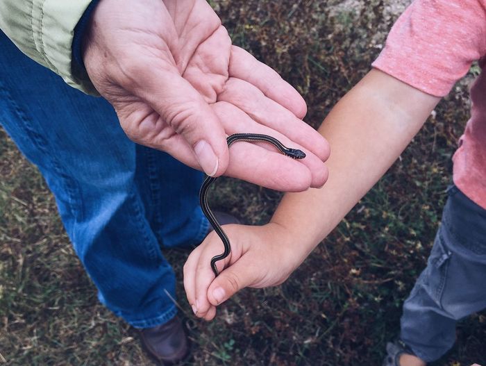 Low section of father and son holding young snake