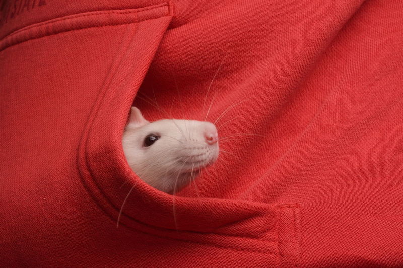 Shy curious pet rat with ruby eyes peeking from girls red hoodie pocket