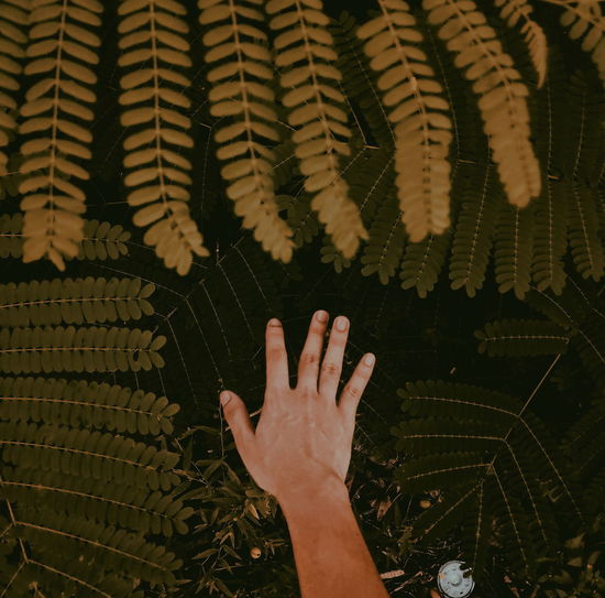 Cropped hand of person touching leaves
