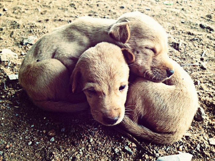 High angle view of stray puppies lying on dirt