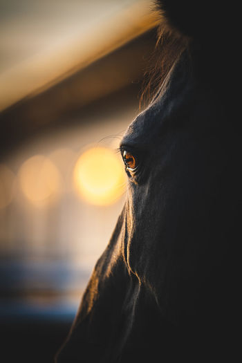 Close-up of a horse looking away
