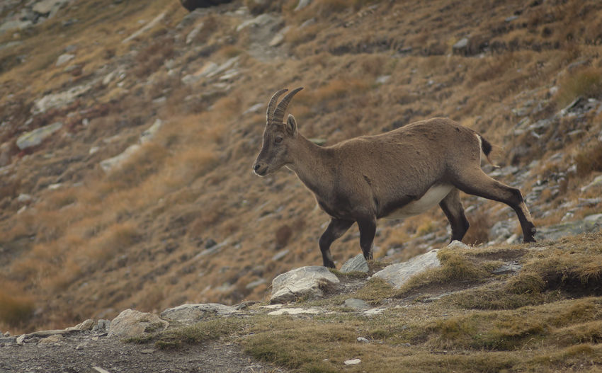 Side view of alpine ibex 