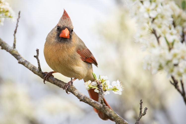 A female northern cardinal perched in a plum tree