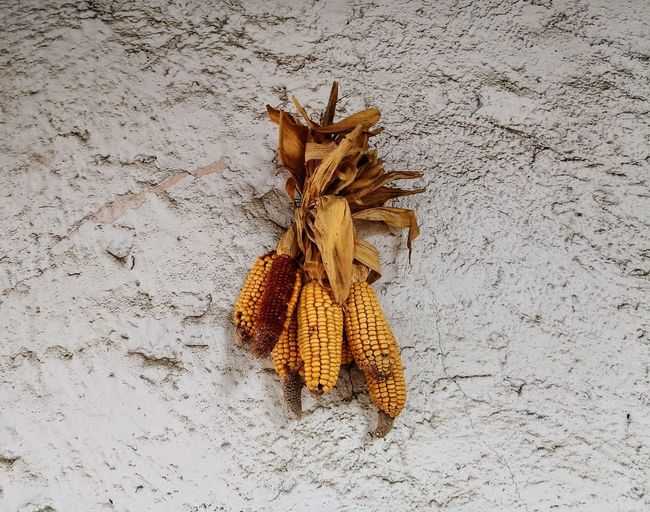 High angle view of dry leaf on wood against wall