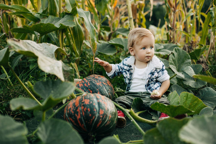 A charming little boy in a plaid shirt is sitting in a vegetable garden with pumpkins. farming