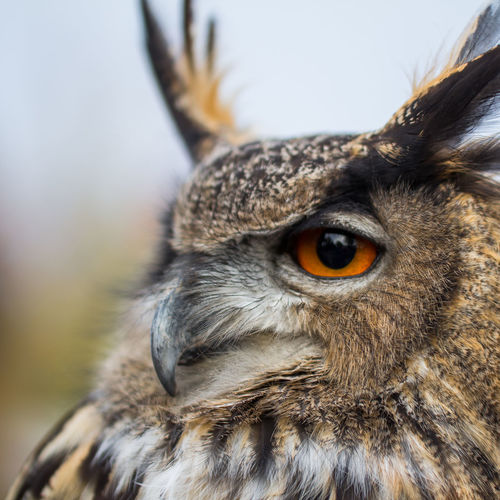 Close-up portrait of owl