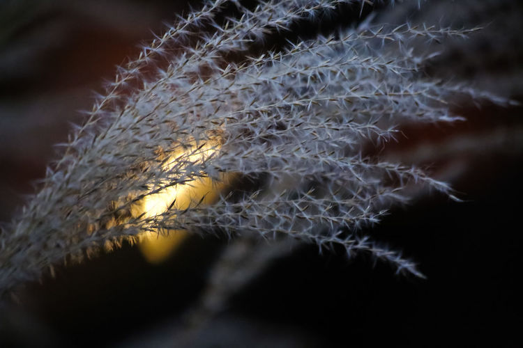 macro photography