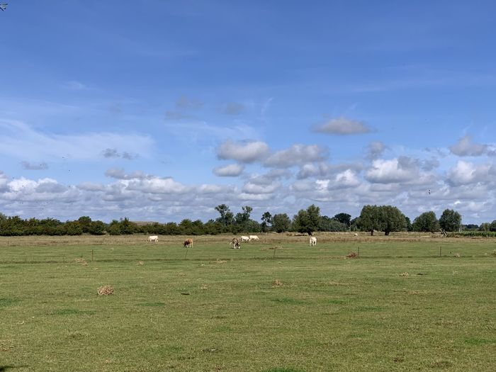 Flock of sheep grazing in field