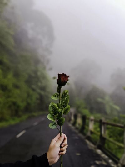 Person holding plant against mountain