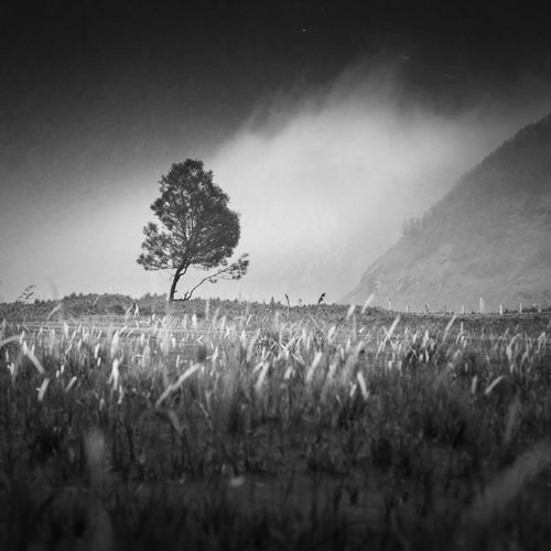 Crops growing on field against clear sky