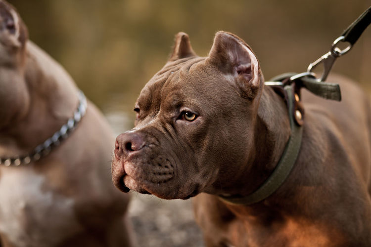 American bully pet dog on location in nature