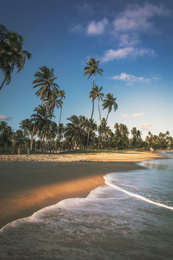 Scenic view of palm trees on beach against sky