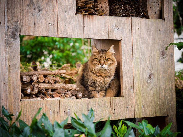 Portrait of cat sitting by logs on wooden container in yard