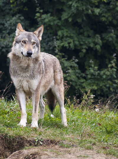Portrait of an animal on field