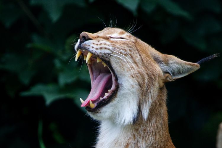 Close-up of lynx yawning
