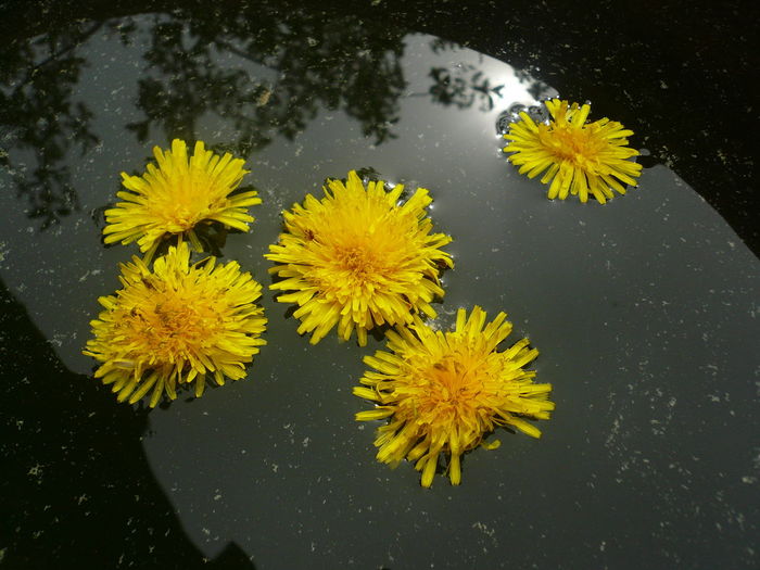 High angle view of wet yellow flowers in water