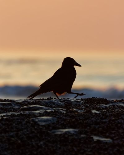 Bird on beach during sunset