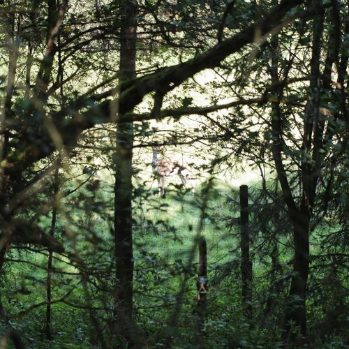 Trees growing on field