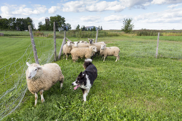 Border collie running after sheep to guide it back to flock huddling in corner of fenced field