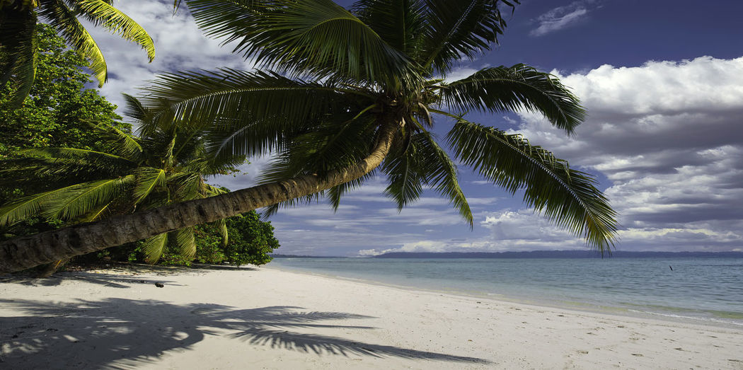 Palm trees on beach against sky