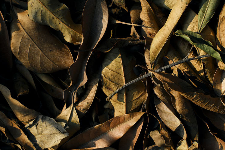 Full frame shot of dried autumn leaves on land