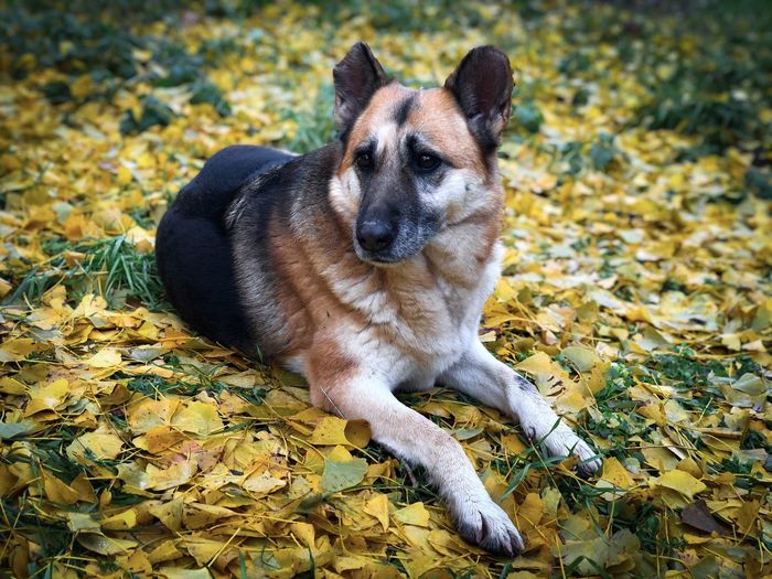 German shepherd dog lying down on yellow autumn leaves fallen on the ground
