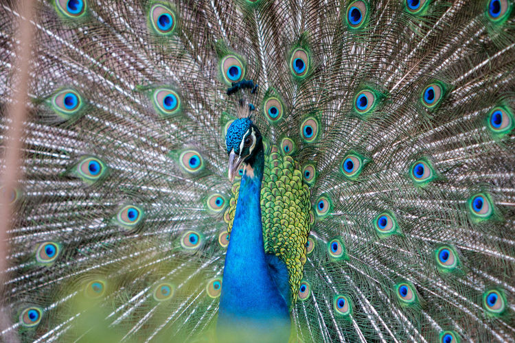 Close-up of peacock