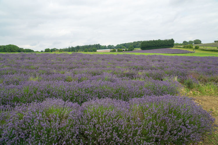 Purple flowering plants on field against sky