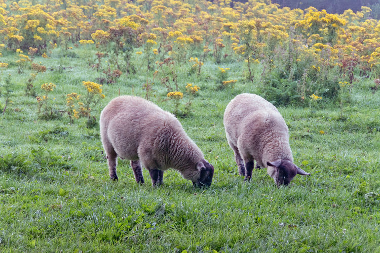 Two sheep grazing in a field of ragwort