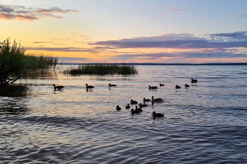 View of ducks swimming in lake at sunset