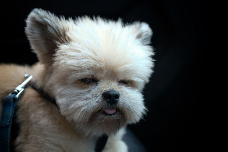 Close-up portrait of a dog