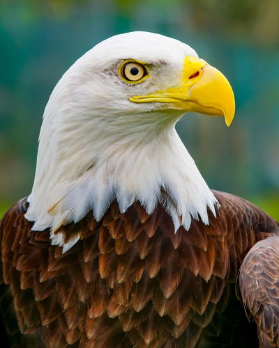 Close-up of eagle looking away
