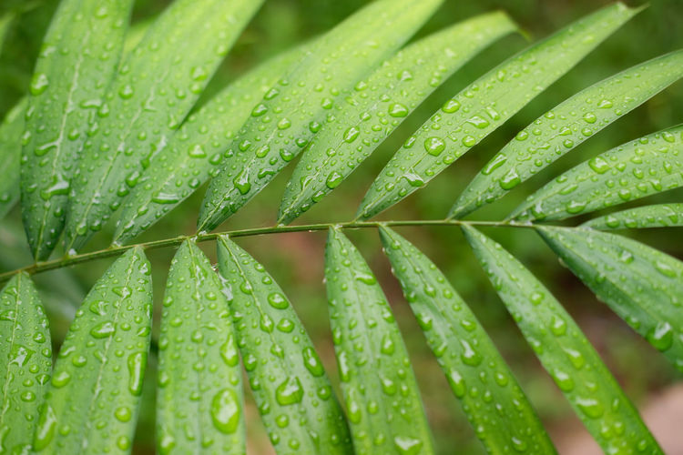 Close-up of wet leaves on plant during rainy season