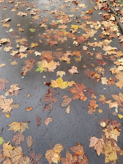 High angle view of autumn leaves on street