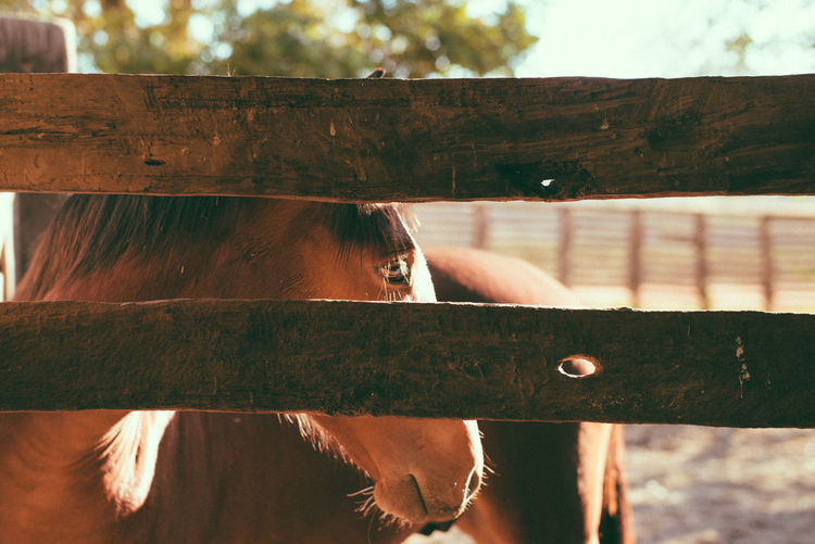 Brown horse seen through fence