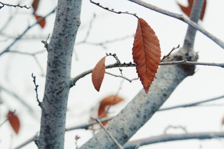 Close-up of leaves on branch during winter