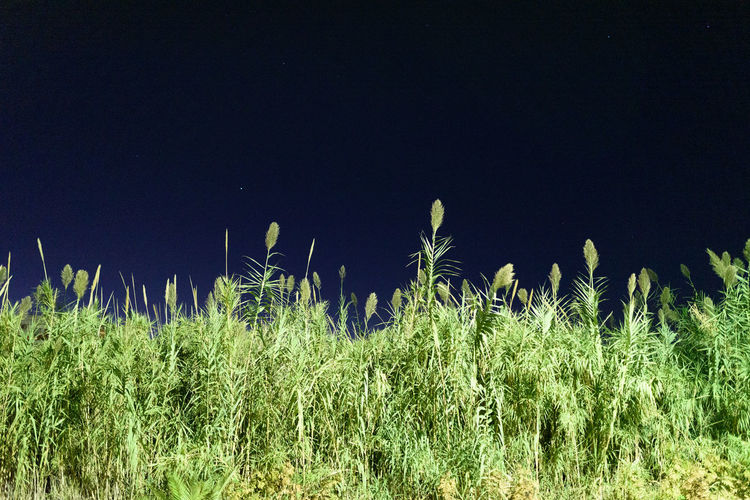 Plants growing on field against sky at night