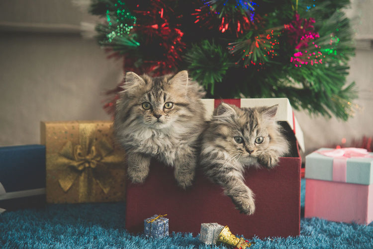 Portrait of cats in box against christmas decoration
