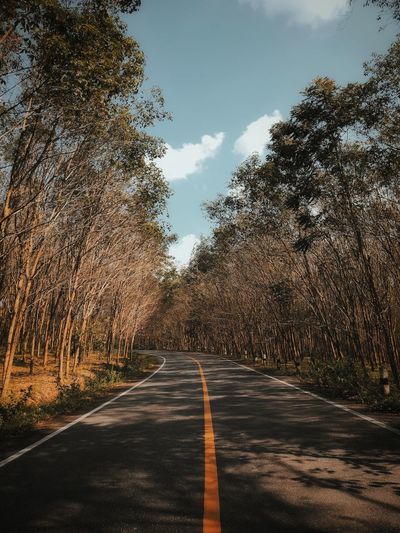Empty road along trees
