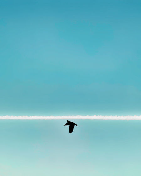 A jet plane flew by leaving a trail. the photograph is of a bird flying under it.