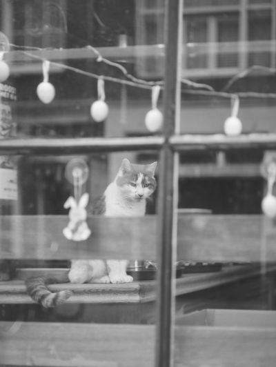 Cat looking through glass window