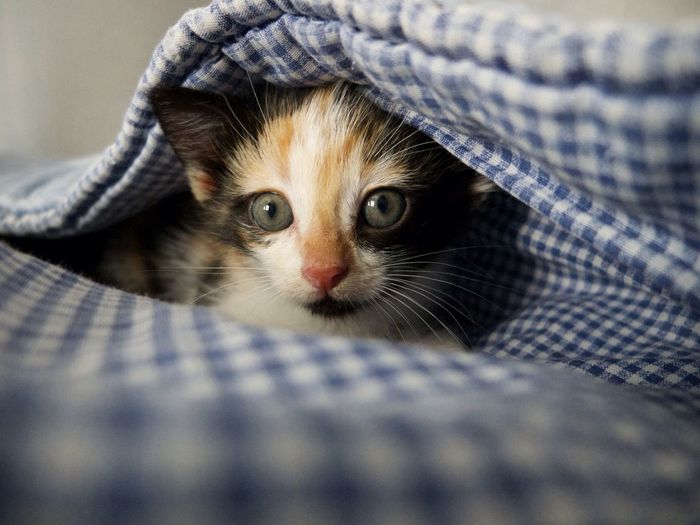 Süße BabyKatzen Bilder und Fotos bei EyeEm kaufen EyeEm