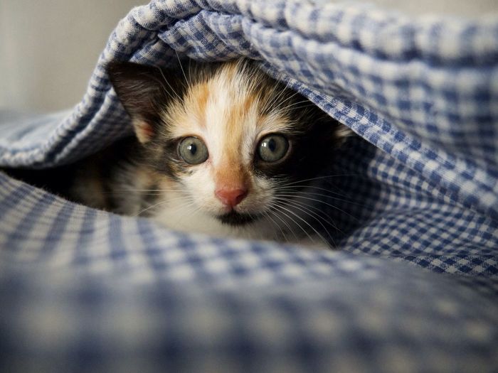 42++ Suesse baby katzen bilder , Süße BabyKatzen Bilder und Fotos bei EyeEm kaufen EyeEm