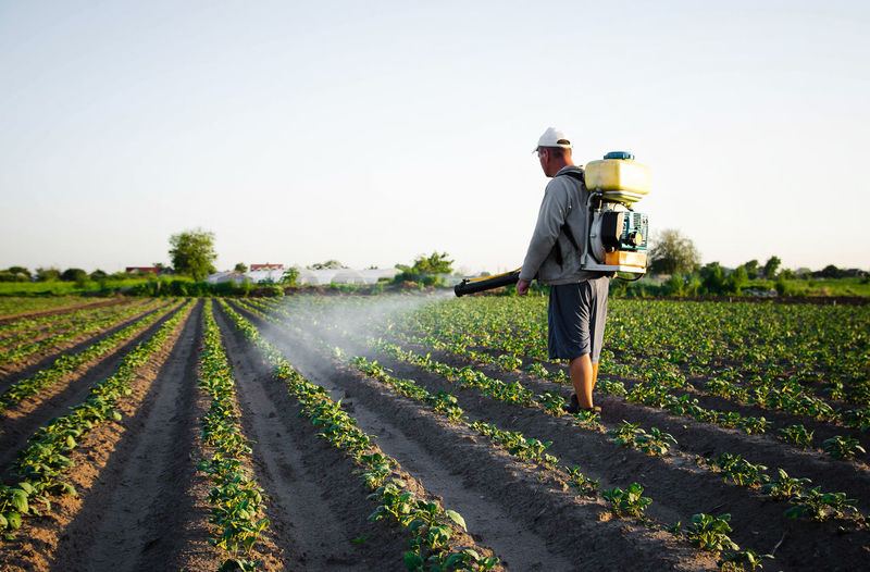Farmer sprays pesticides on plantation. use of chemicals for protection of plants from insects